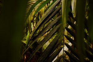 ViContrast landscape photography of jungle in Panama